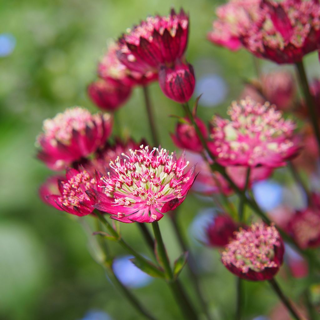 Astrantia major Moulin Rouge - Zeeuws knoopje