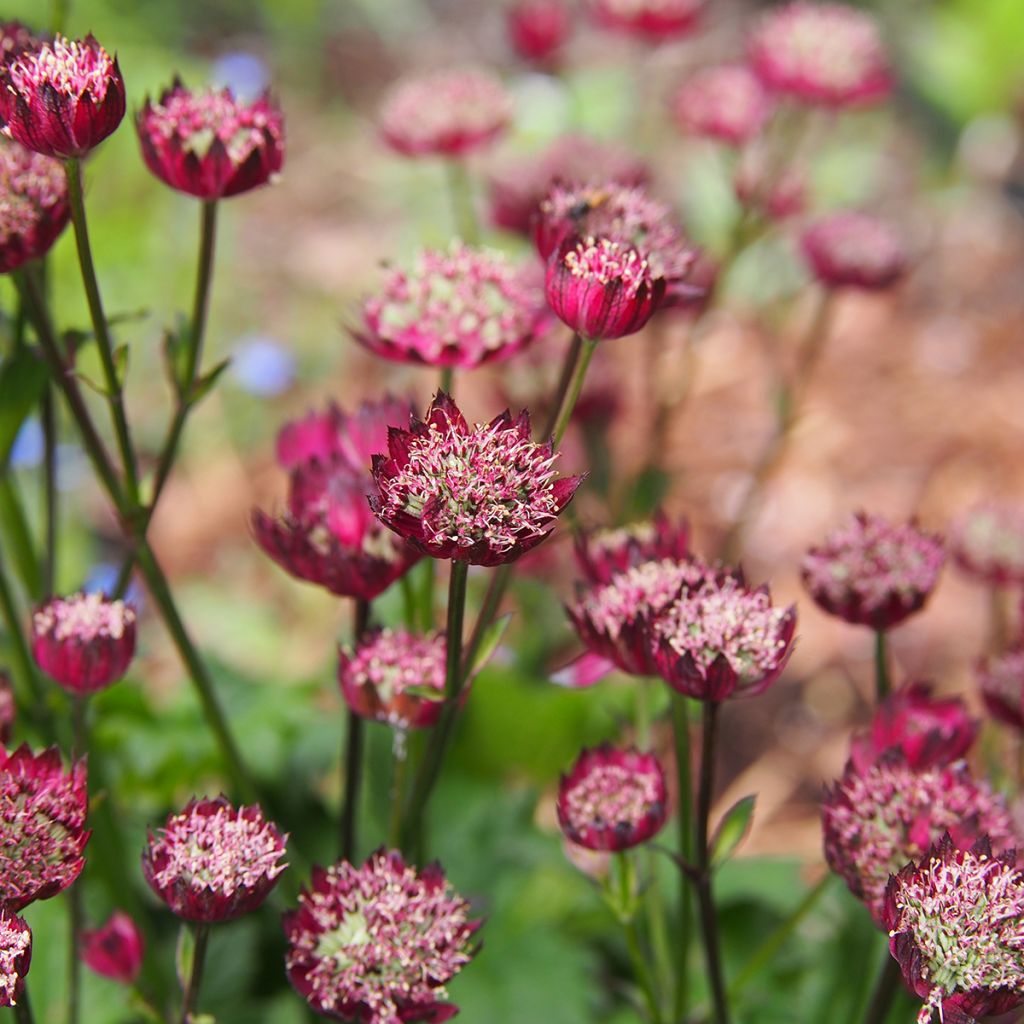 Astrantia major Moulin Rouge - Zeeuws knoopje