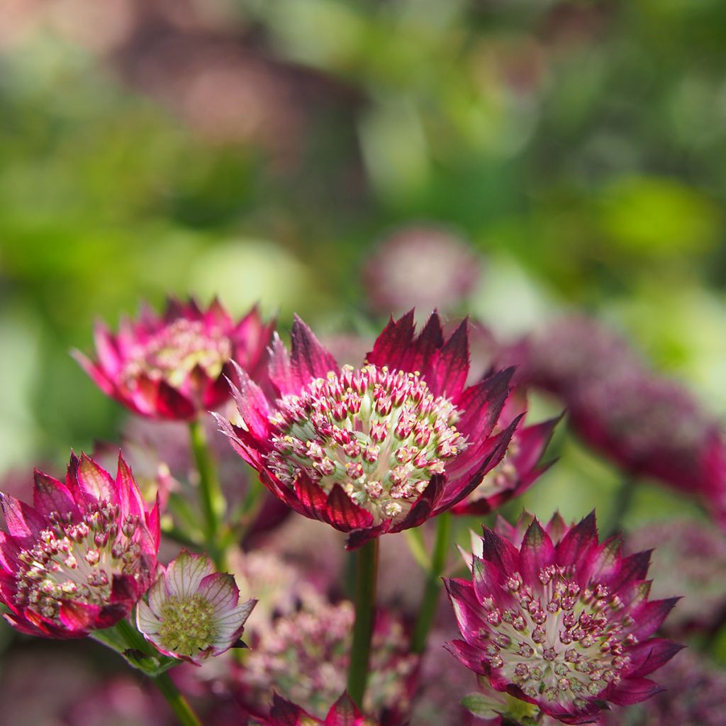 Astrantia major Moulin Rouge - Zeeuws knoopje