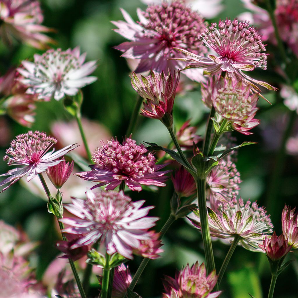 Astrantia major Roma - Zeeuws knoopje