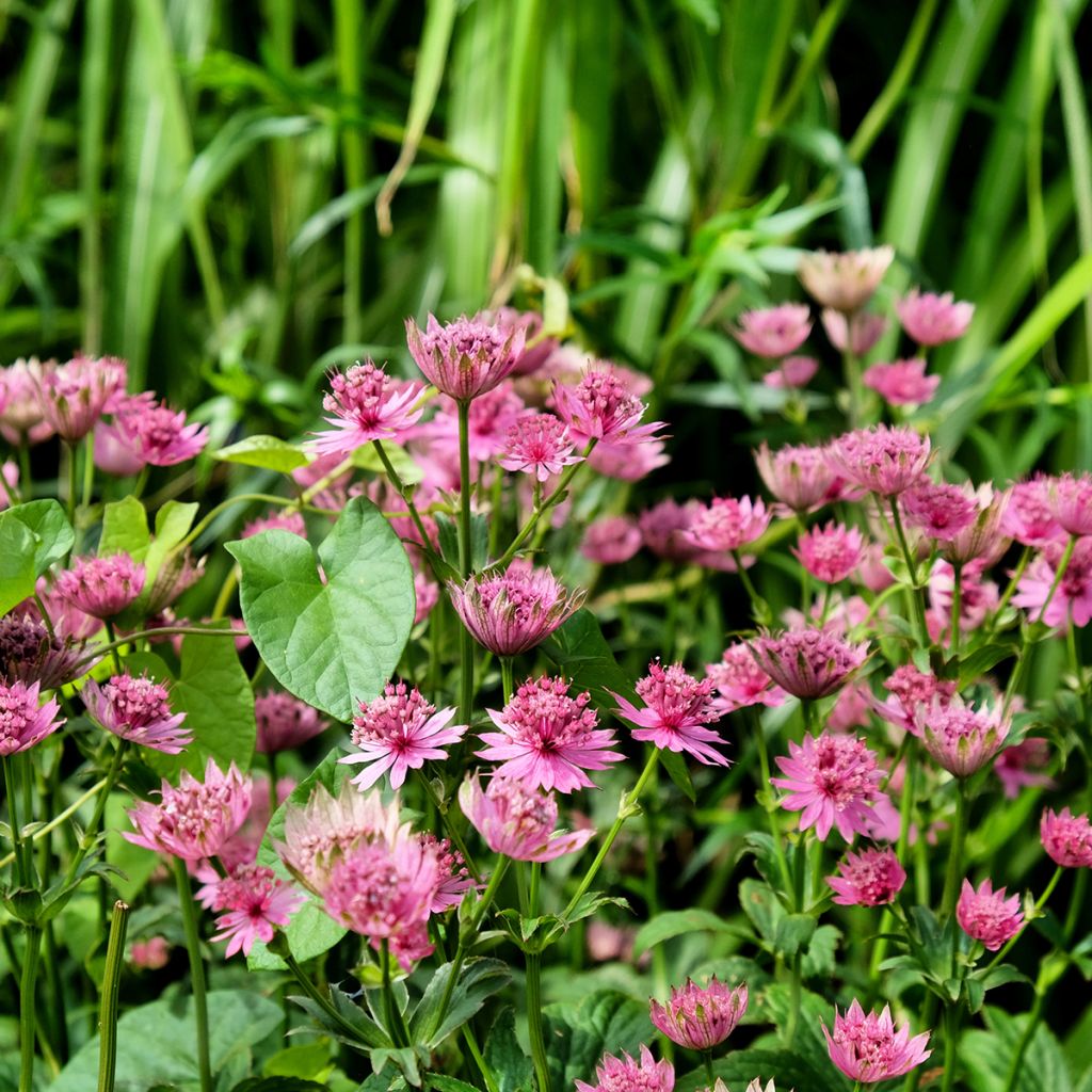 Astrantia major Roma - Zeeuws knoopje