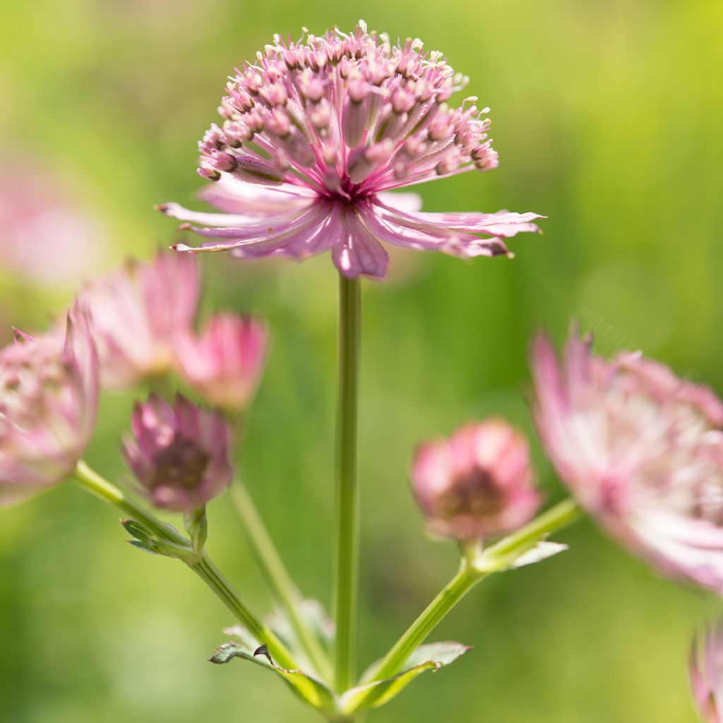 Astrantia major Roma - Zeeuws knoopje