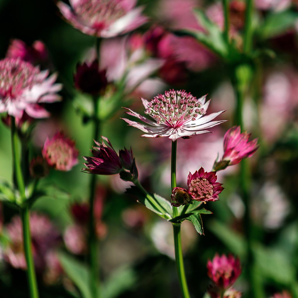 Astrantia major Roma - Zeeuws knoopje