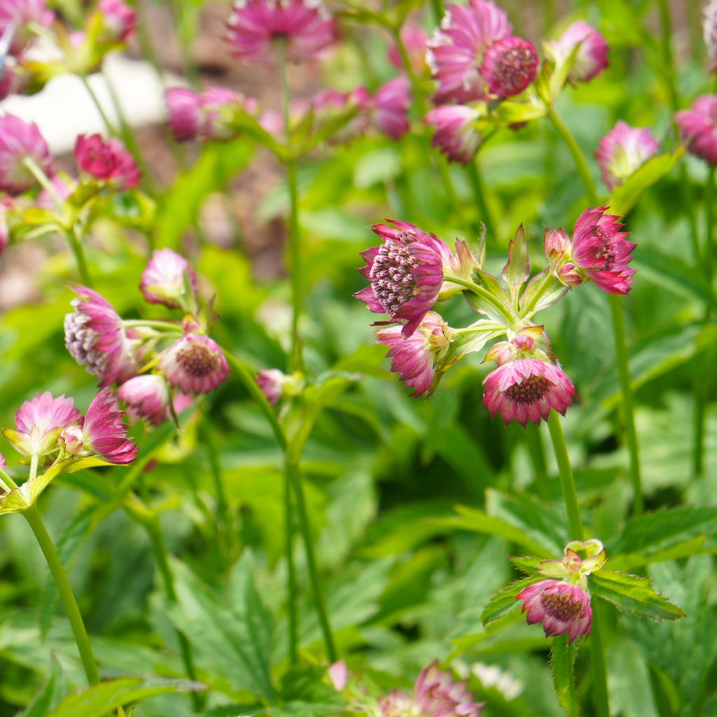 Astrantia major Ruby Cloud - Zeeuws knoopje