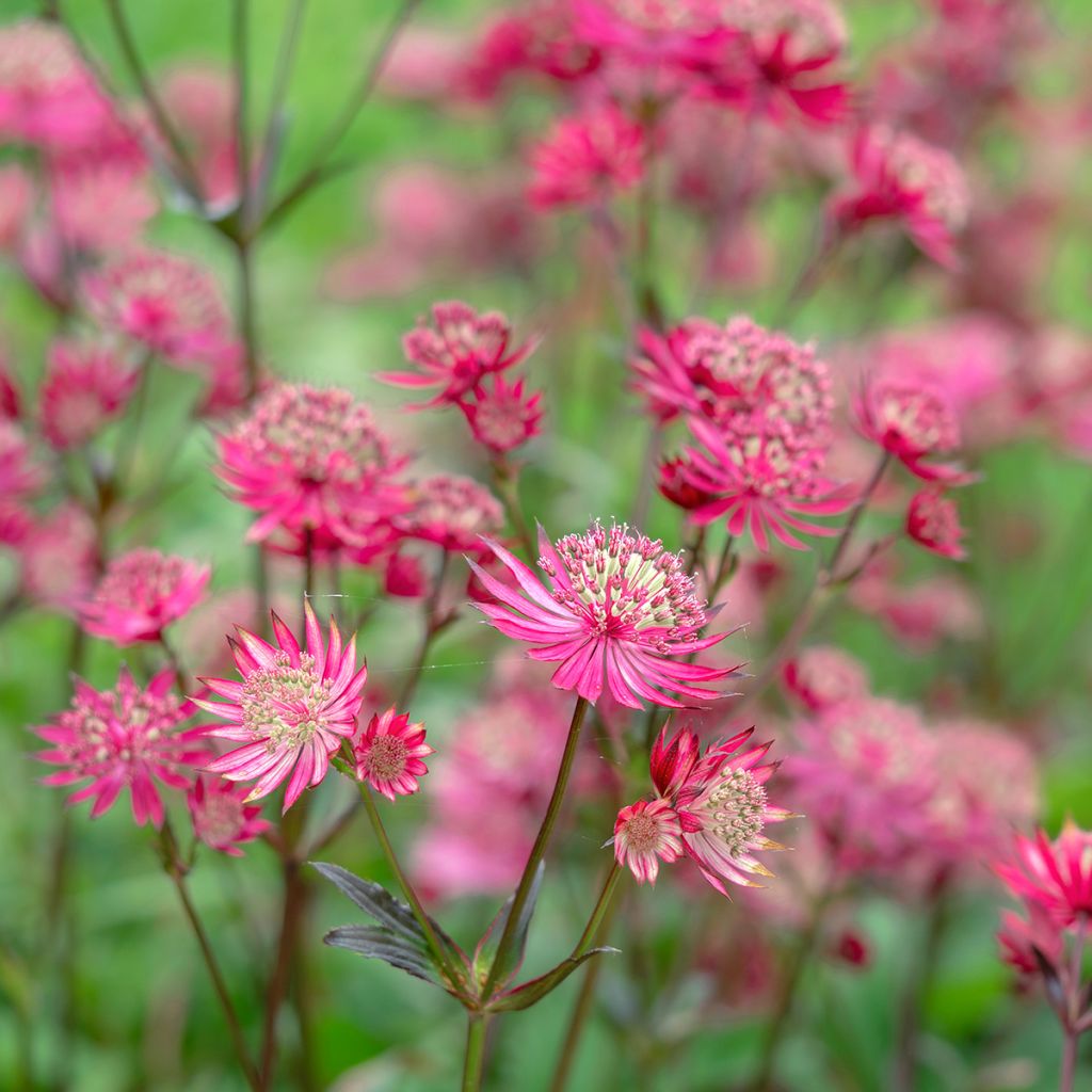 Astrantia major Ruby Star - Zeeuws knoopje
