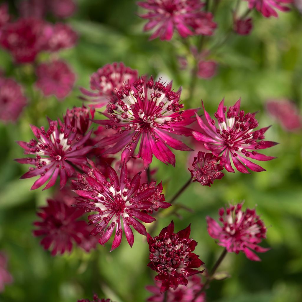 Astrantia major Ruby Wedding - Zeeuws knoopje