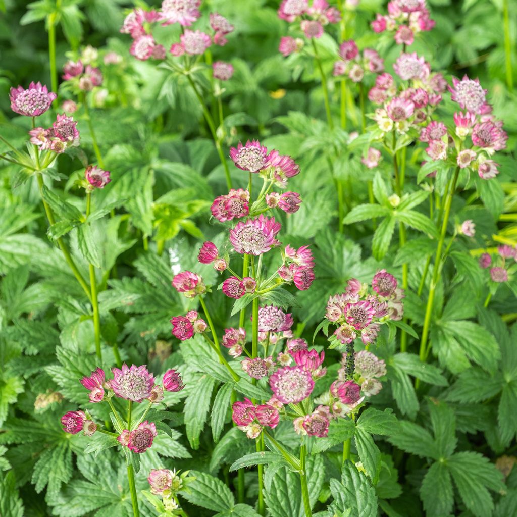 Astrantia major Ruby Wedding - Zeeuws knoopje