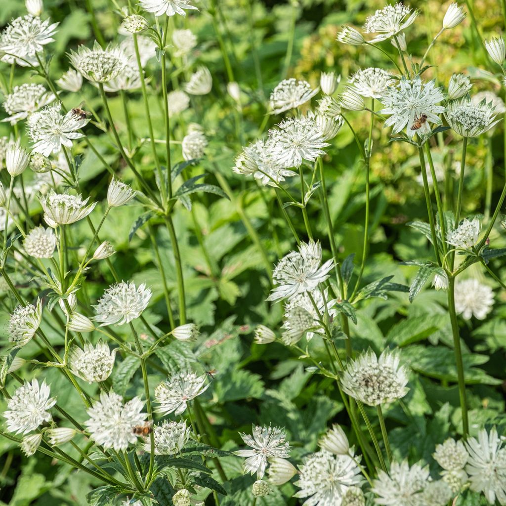Astrantia major Shaggy - Zeeuws knoopje