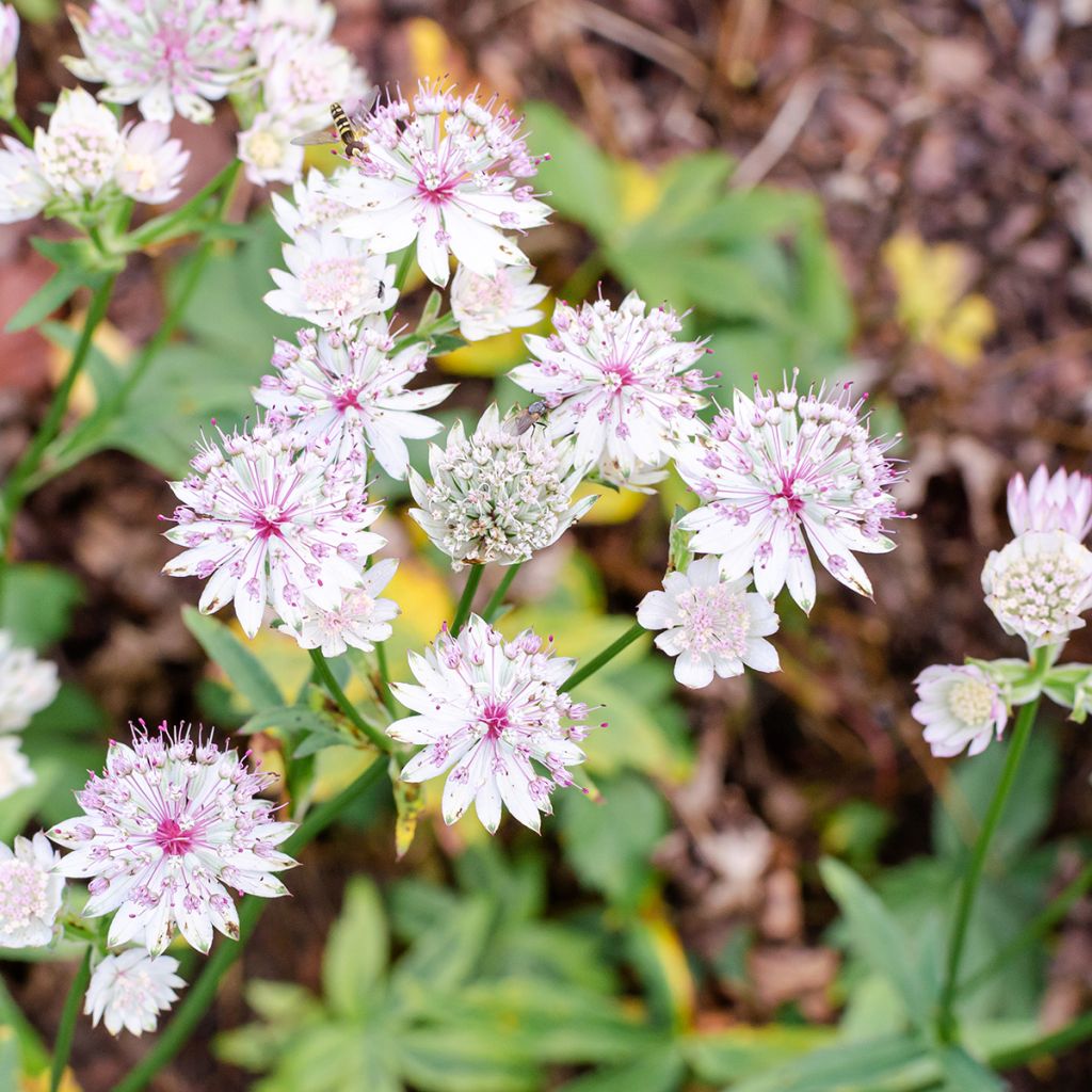 Astrantia major Sunningdale Variegated - Zeeuws knoopje