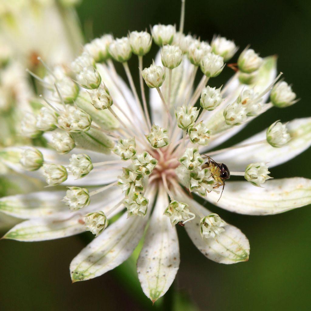 Astrantia major White Giant - Zeeuws knoopje