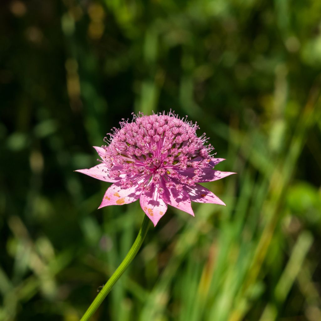 Astrantia maxima - Zeeuws knoopje