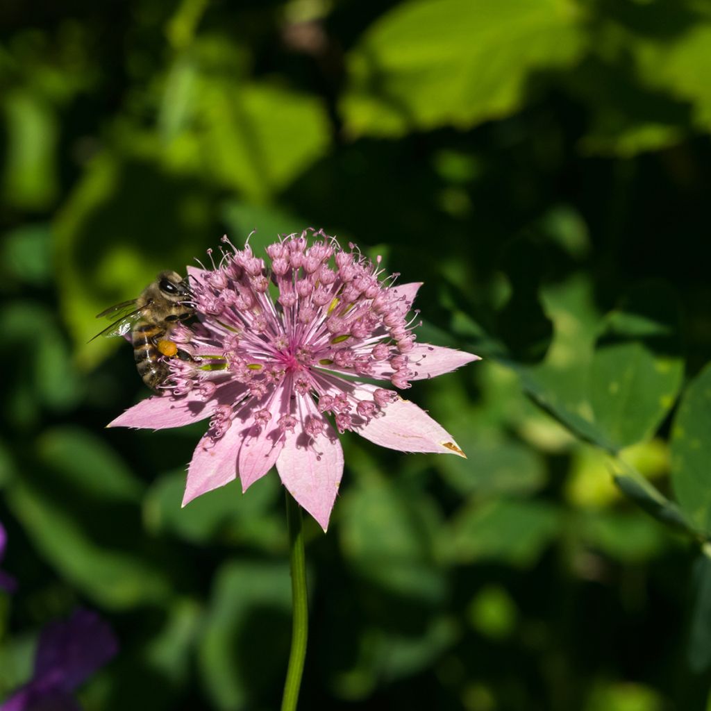 Astrantia maxima - Zeeuws knoopje