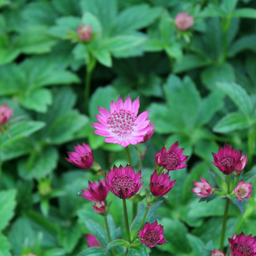 Astrantia major Venice - Zeeuws knoopje