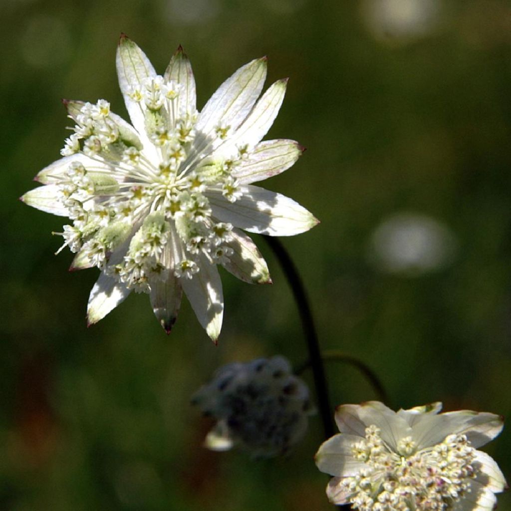 Astrantia bavarica - Zeeuws knoopje