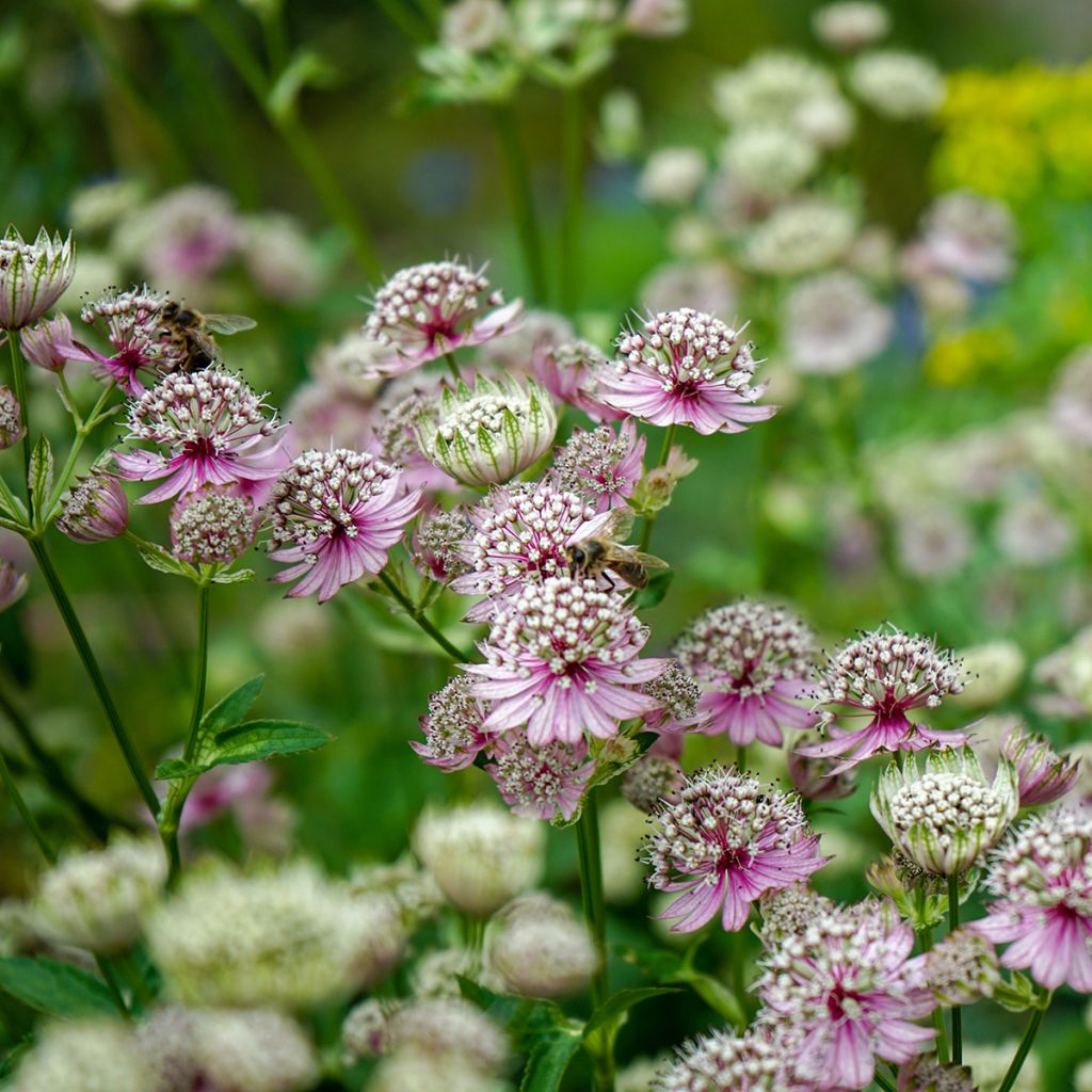 Astrantia major - Zeeuws knoopje