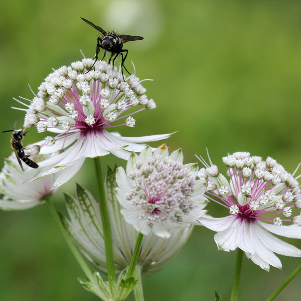 Astrantia major - Zeeuws knoopje