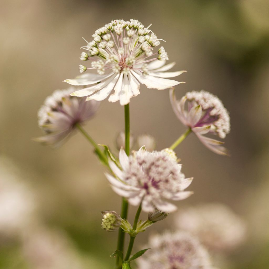 Astrantia major - Zeeuws knoopje