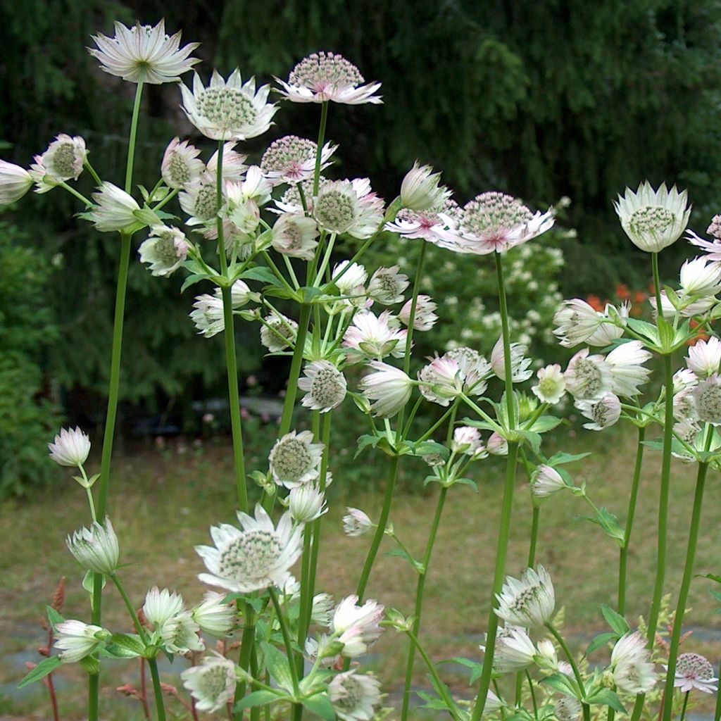 Astrantia major Alba - Zeeuws knoopje