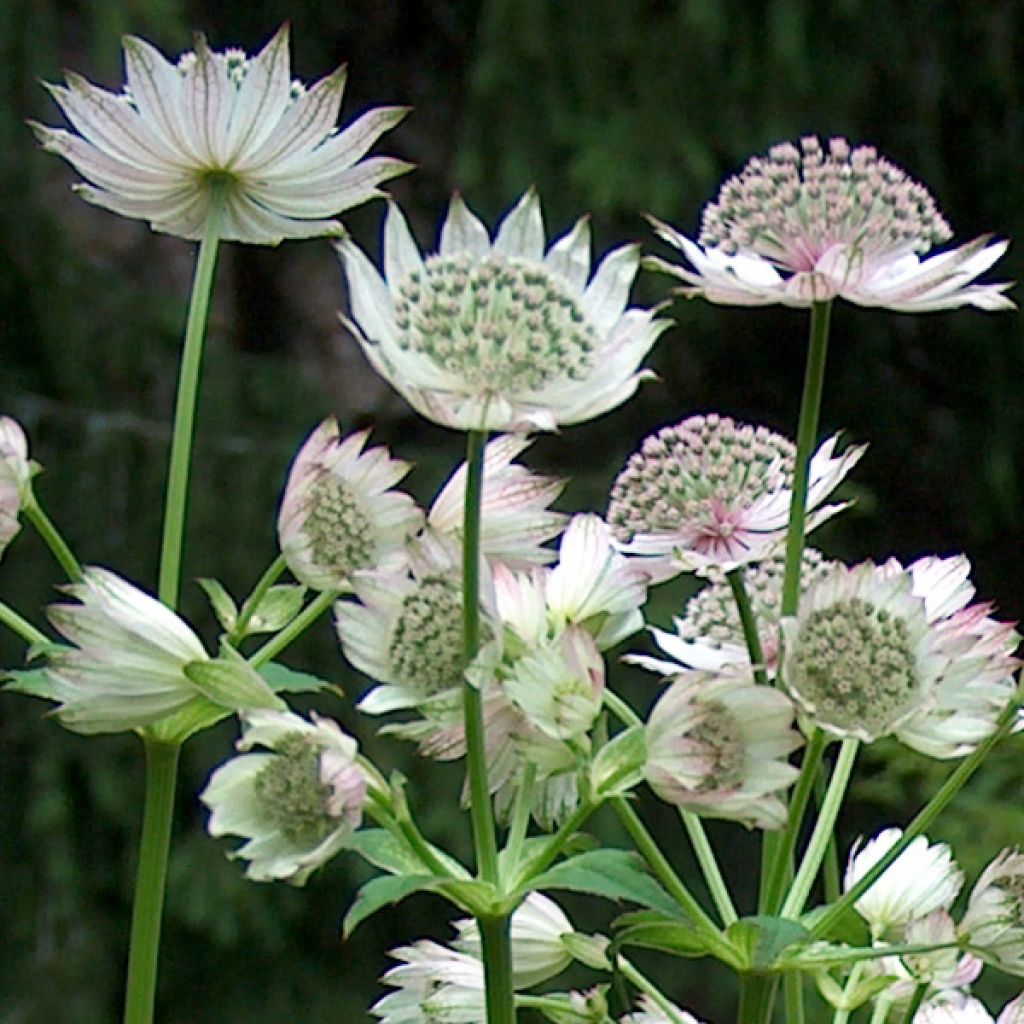 Astrantia major Alba - Zeeuws knoopje