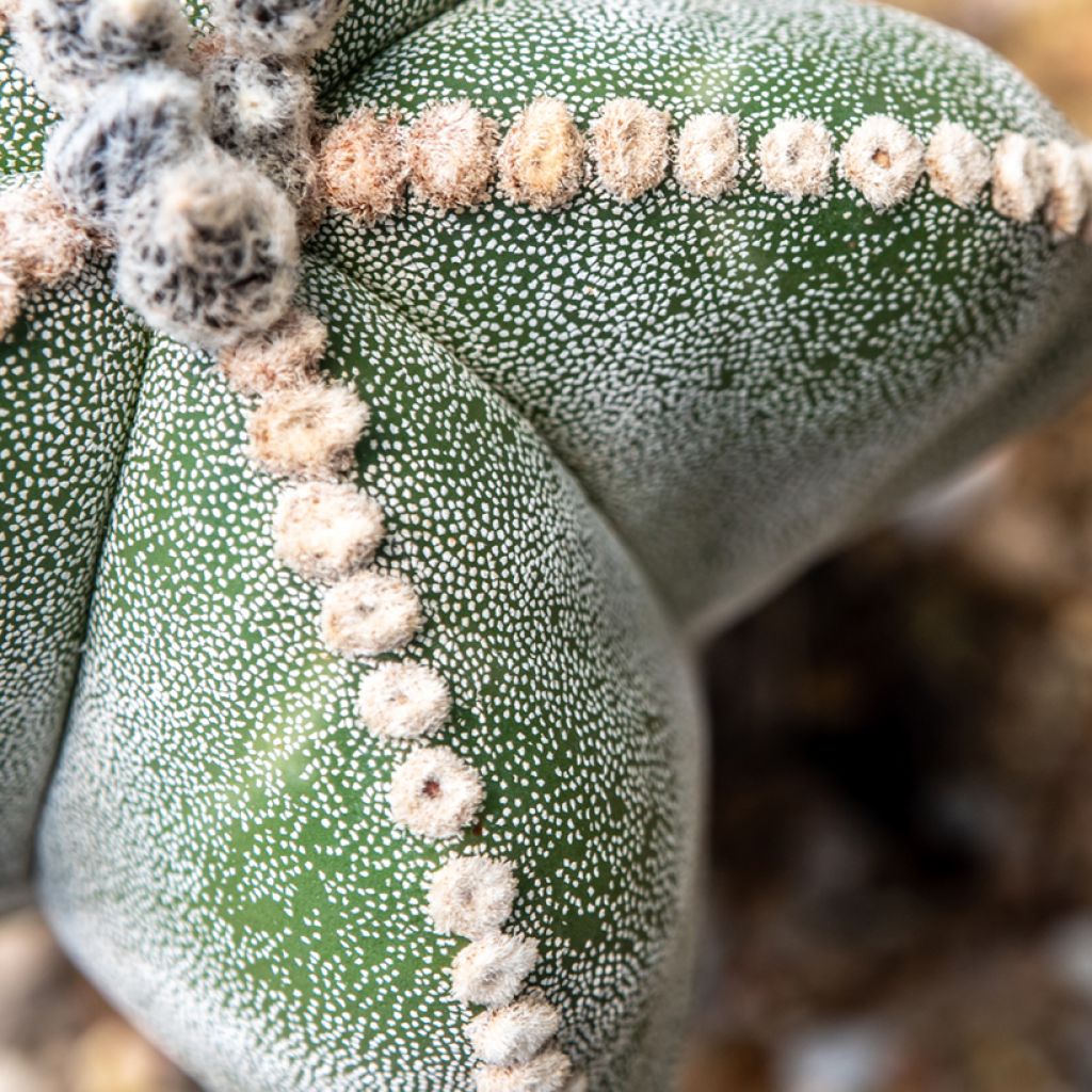 Astrophytum myriostigma - Bisschopsmuts