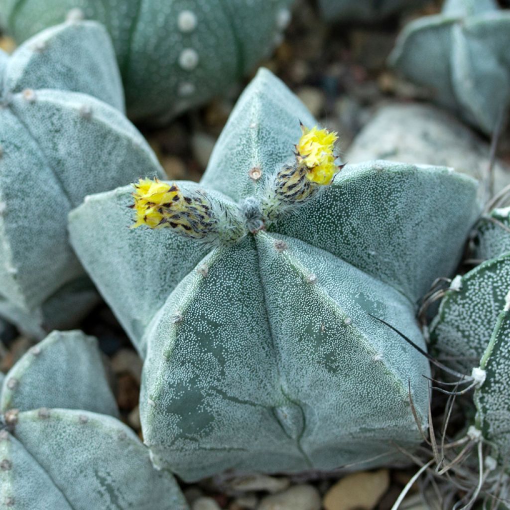 Astrophytum myriostigma - Bisschopsmuts