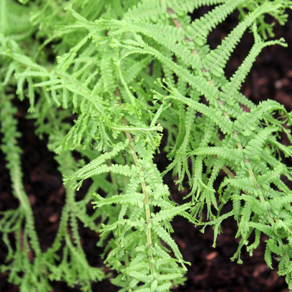 Athyrium filix-femina Victoriae - Wijfjesvaren