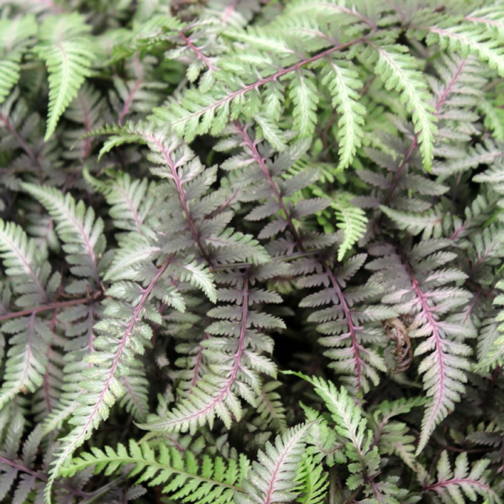 Athyrium niponicum var. pictum Red Beauty - Japanse regenboogvaren