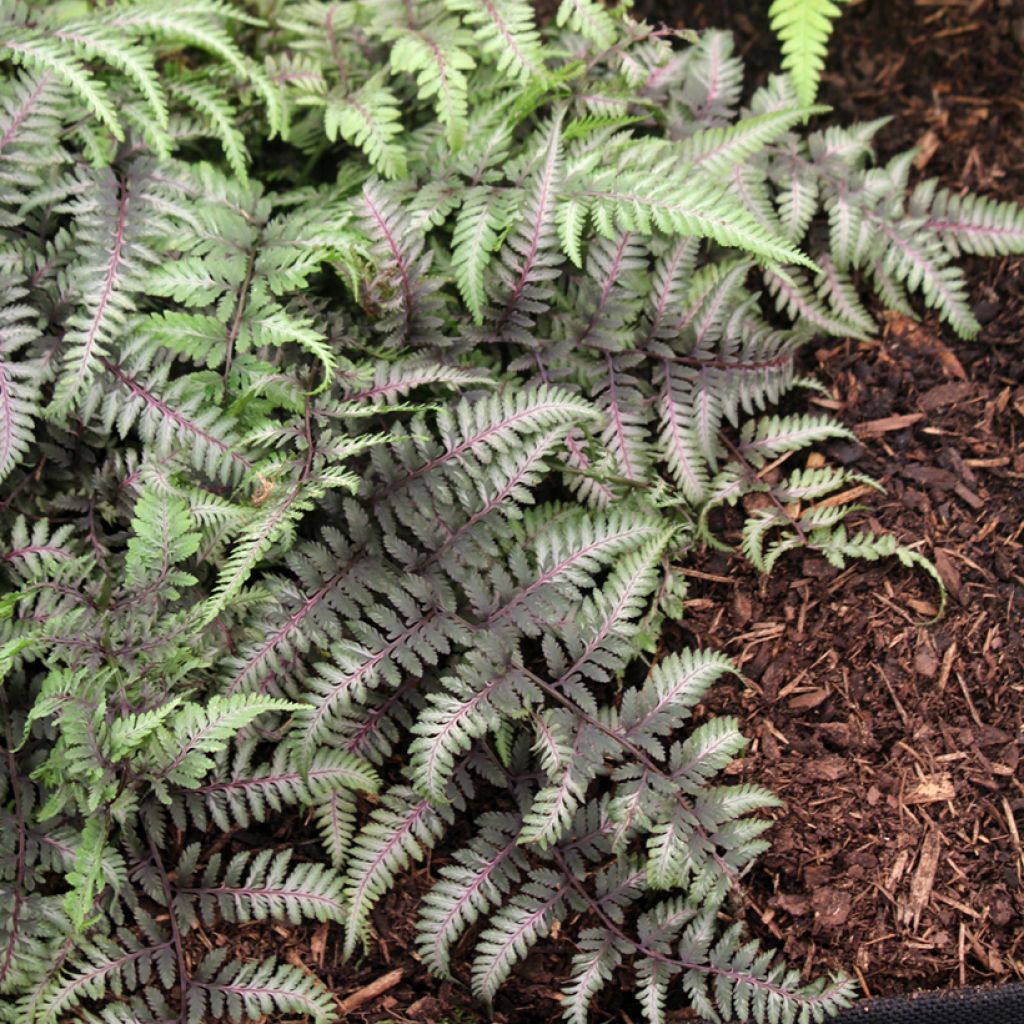 Athyrium niponicum var. pictum Red Beauty - Japanse regenboogvaren