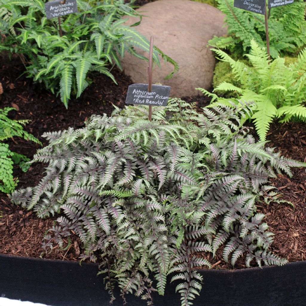 Athyrium niponicum var. pictum Red Beauty - Japanse regenboogvaren