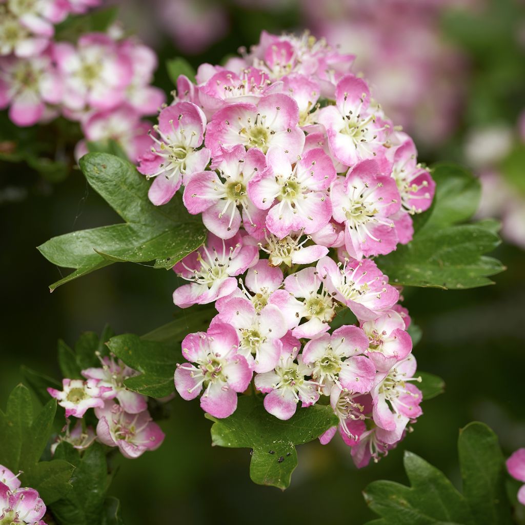 Crataegus laevigata Princesse Sturdza - Rode meidoorn