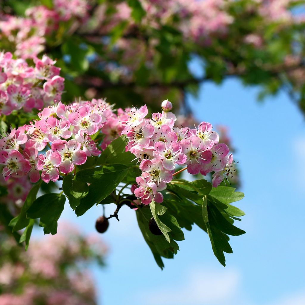 Crataegus laevigata Princesse Sturdza - Rode meidoorn