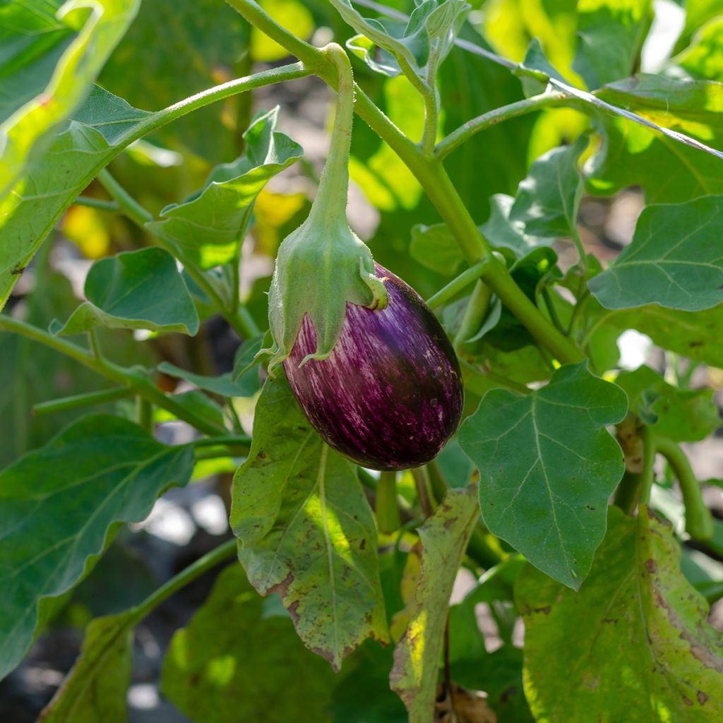 Aubergine Listada de Gandia