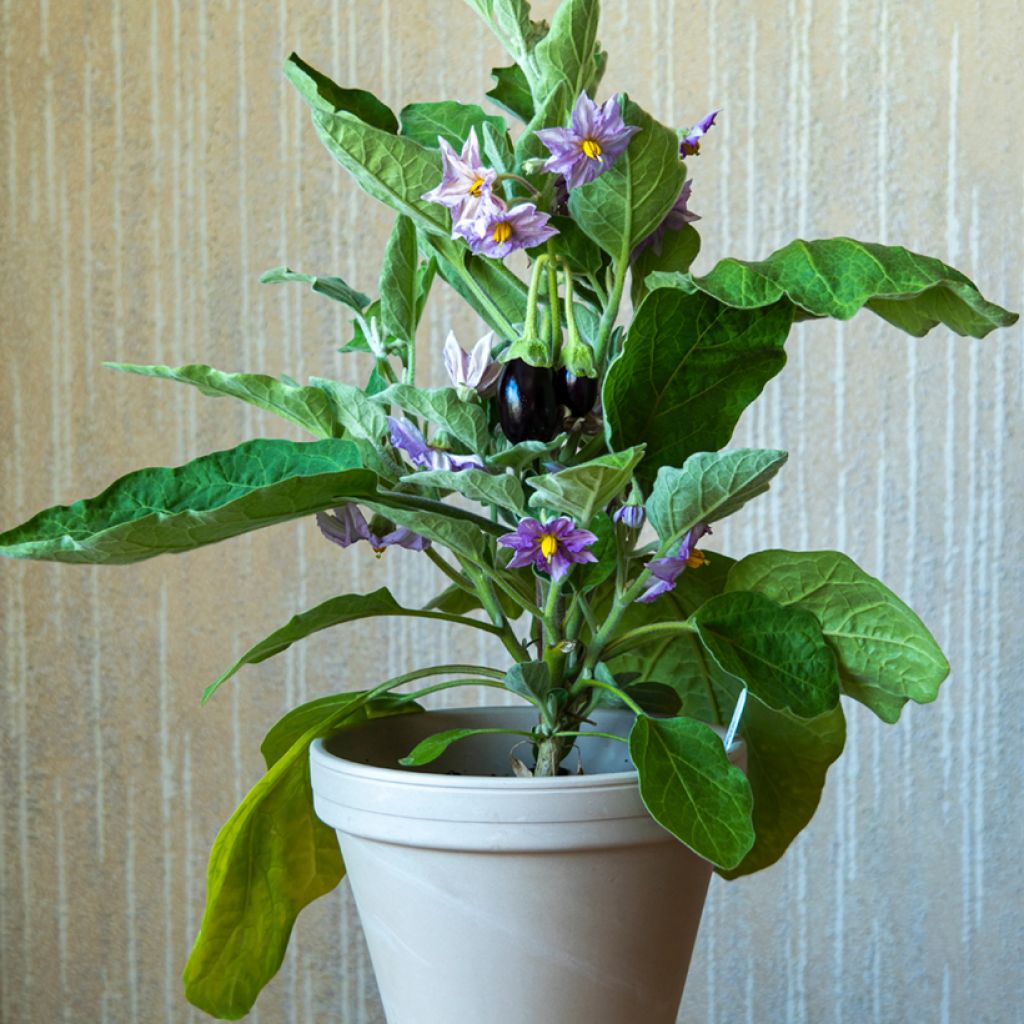 Aubergine Ophelia F1 (jonge planten)
