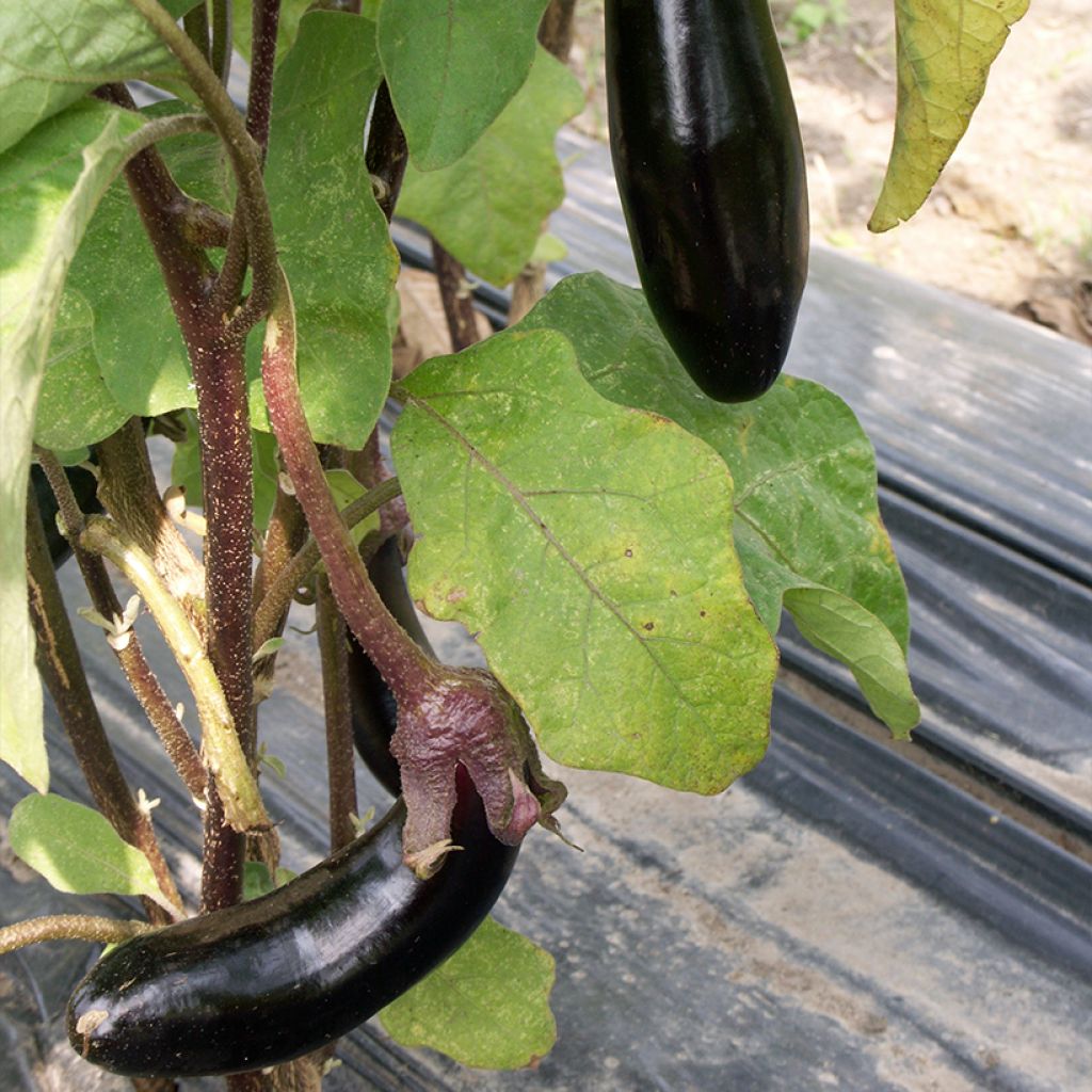 Aubergine de Barbentane BIO (zaad)