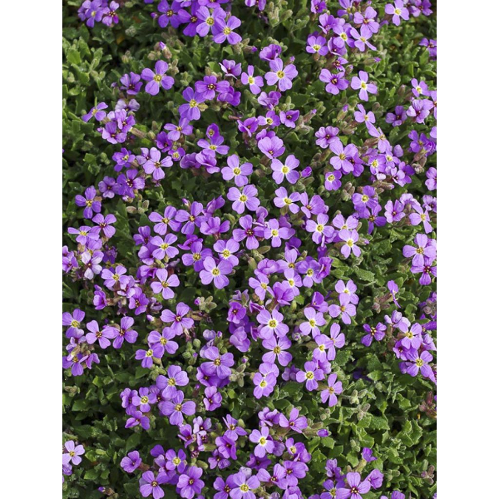 Aubriète Hürth - Aubrieta