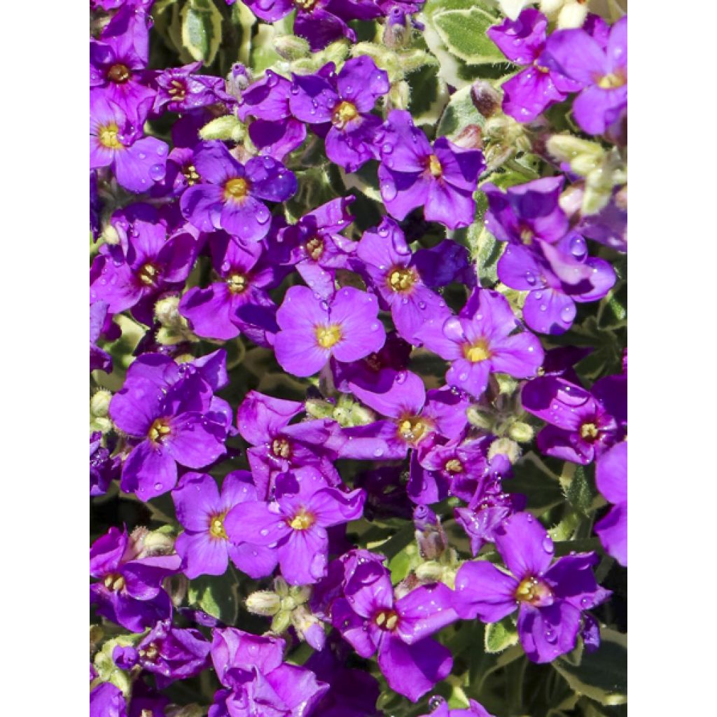 Aubriète Silberrand - Aubrieta