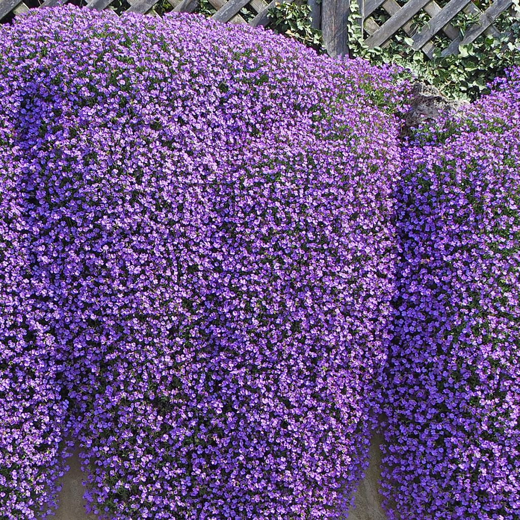 Blauwkussen Cascade Blue - Aubrieta