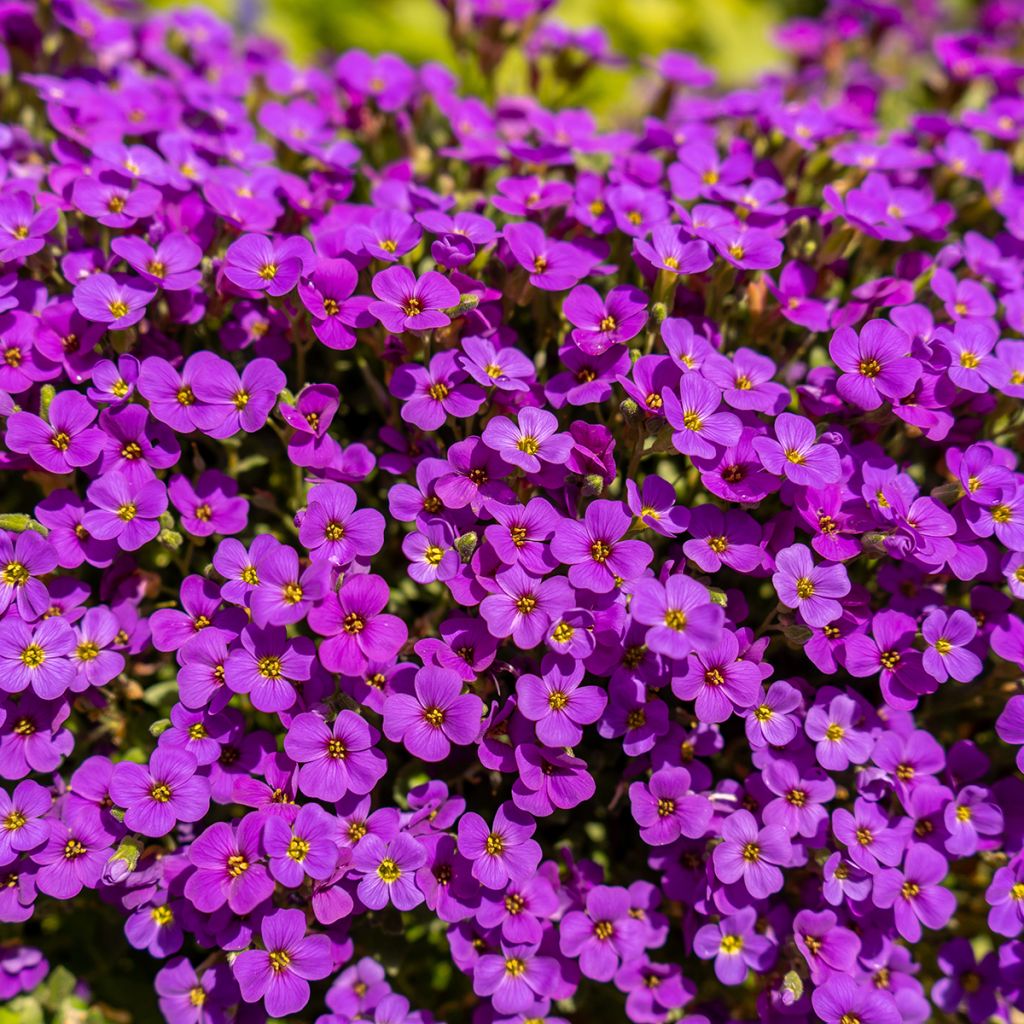 Blauwkussen Cascade Red - Aubrieta cultorum