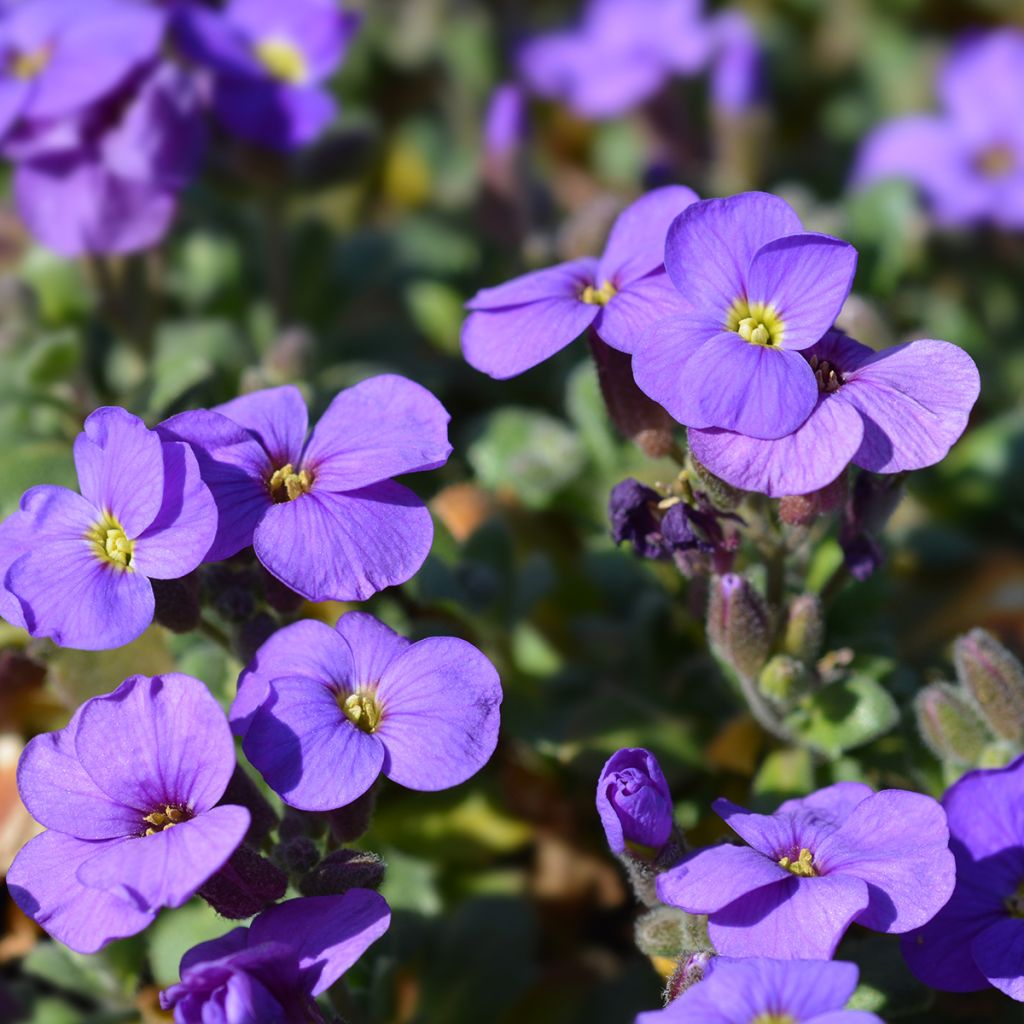 Blauwkussen Cascade Purple - Aubrieta