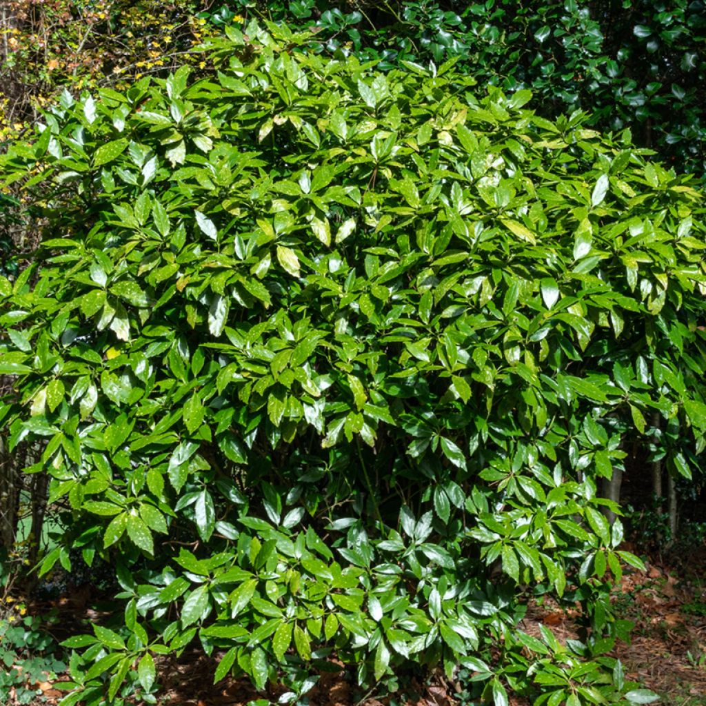 Aucuba japonica - Broodboom