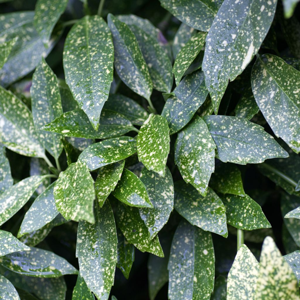 Aucuba japonica - Broodboom