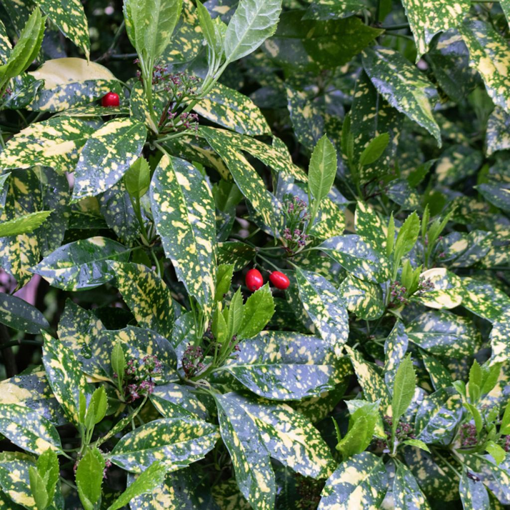 Aucuba japonica Variegata - Broodboom