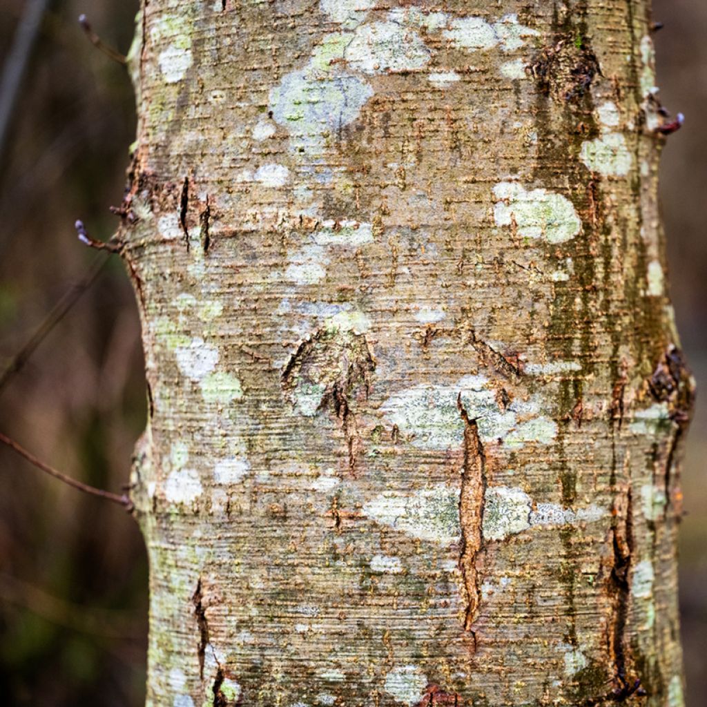 Alnus cordata - Hartbladige els