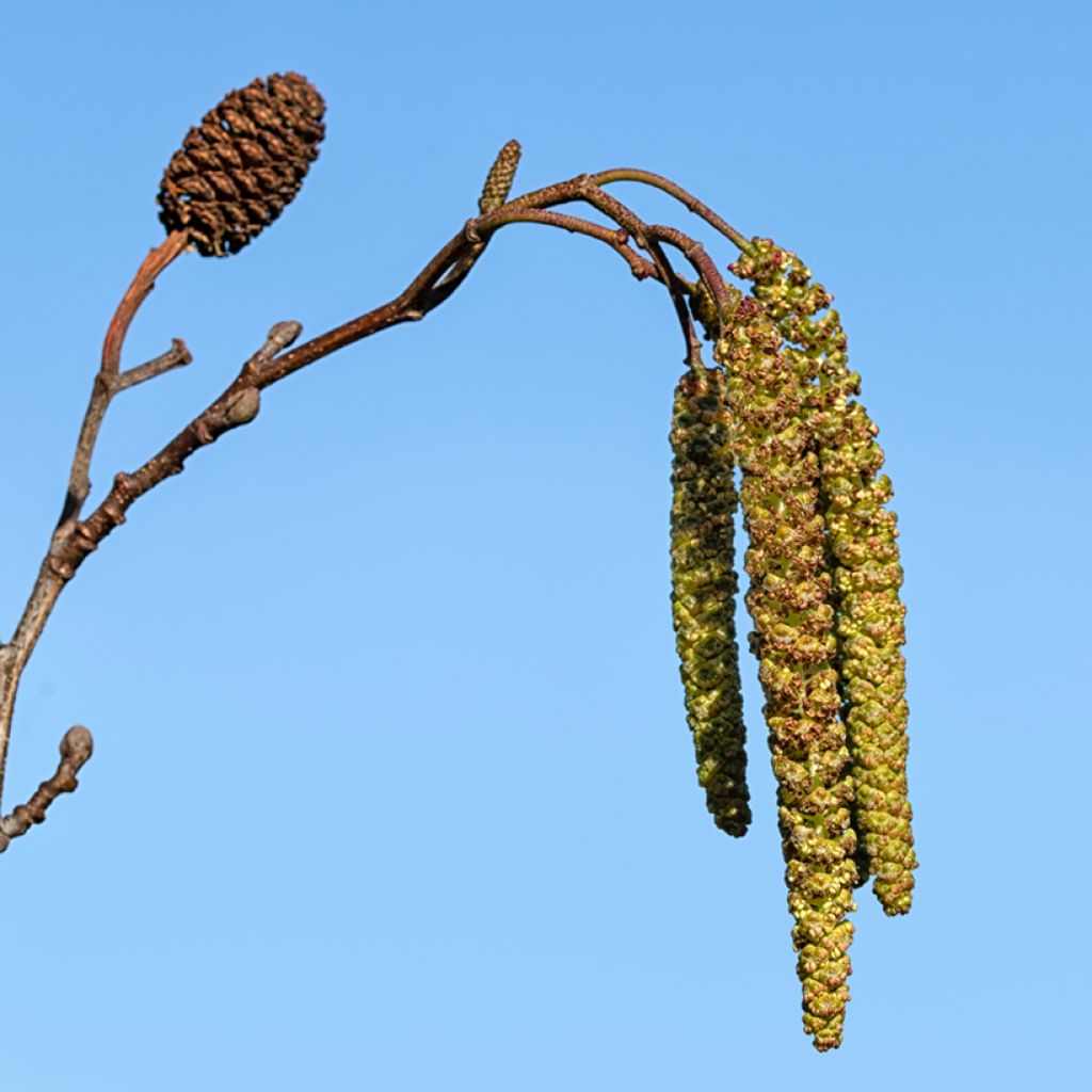 Alnus cordata - Hartbladige els