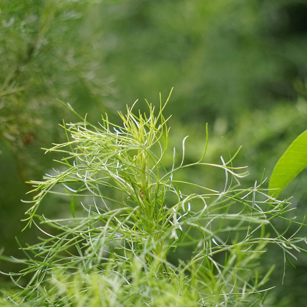 Artemisia abrotanum - Citroenkruid