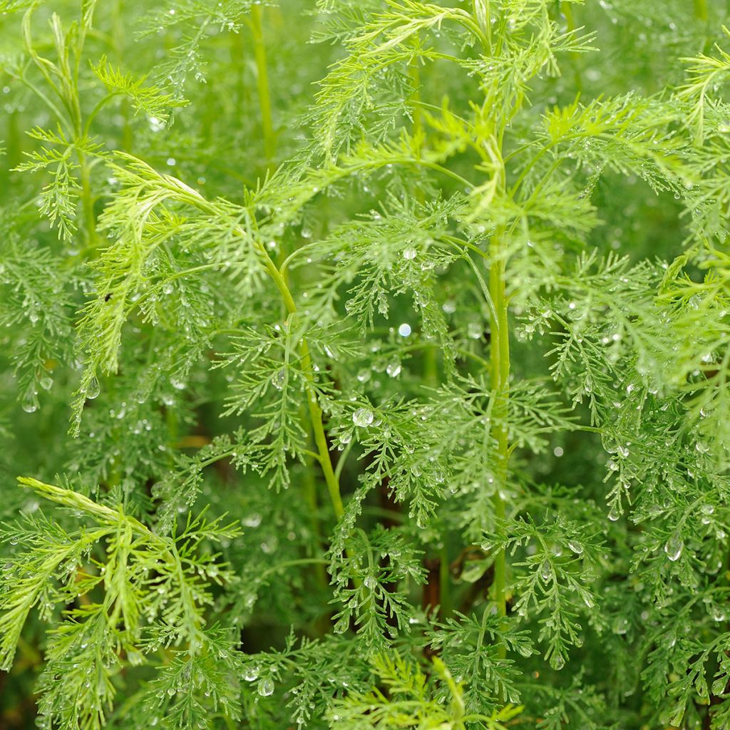 Artemisia abrotanum - Citroenkruid
