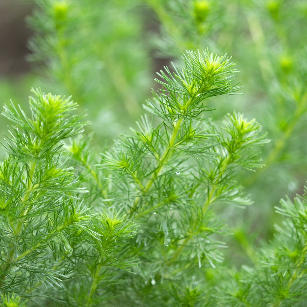 Artemisia abrotanum - Citroenkruid