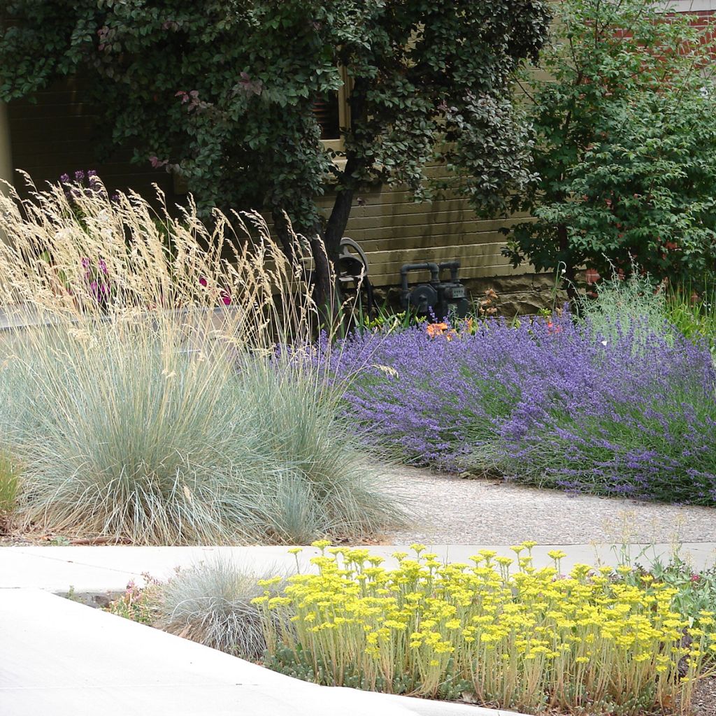 Helictotrichon sempervirens - Sierhaver