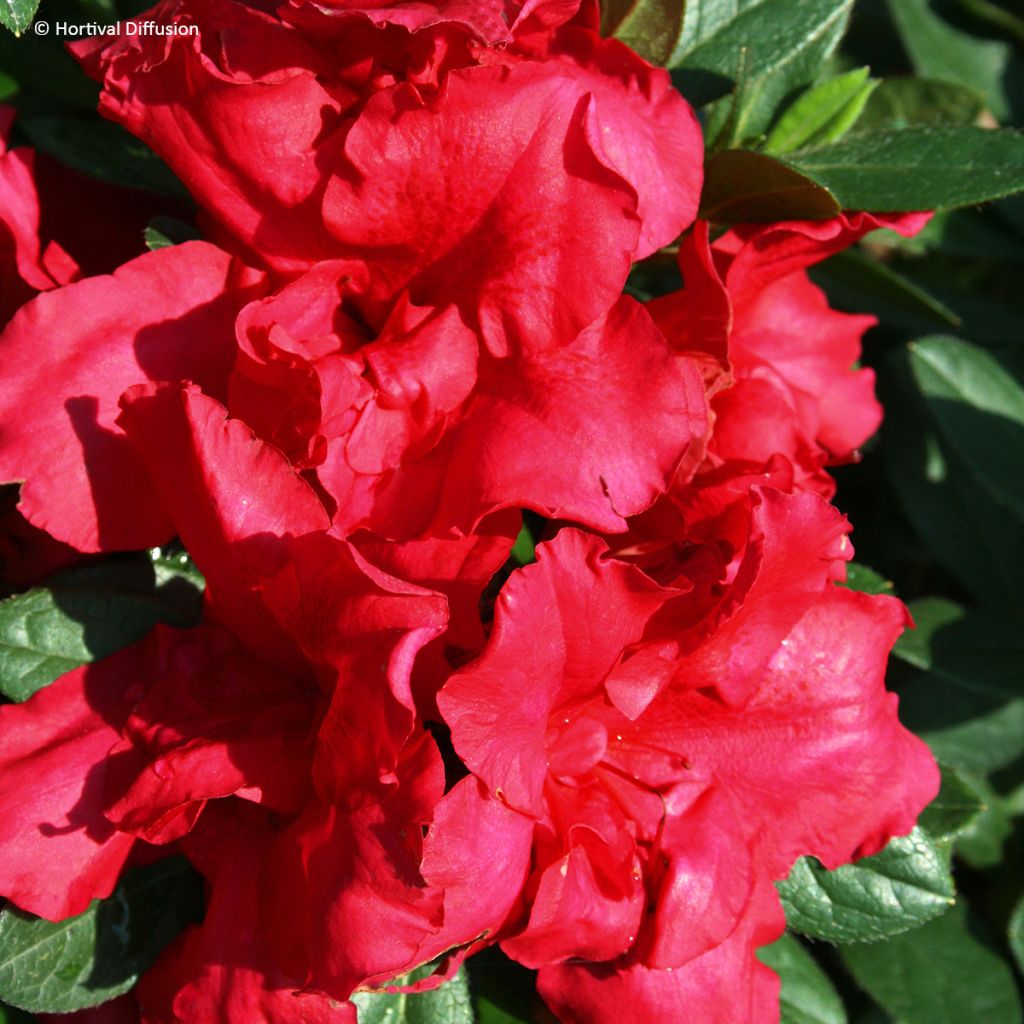 Rhododendron Repetita Red - Azalea