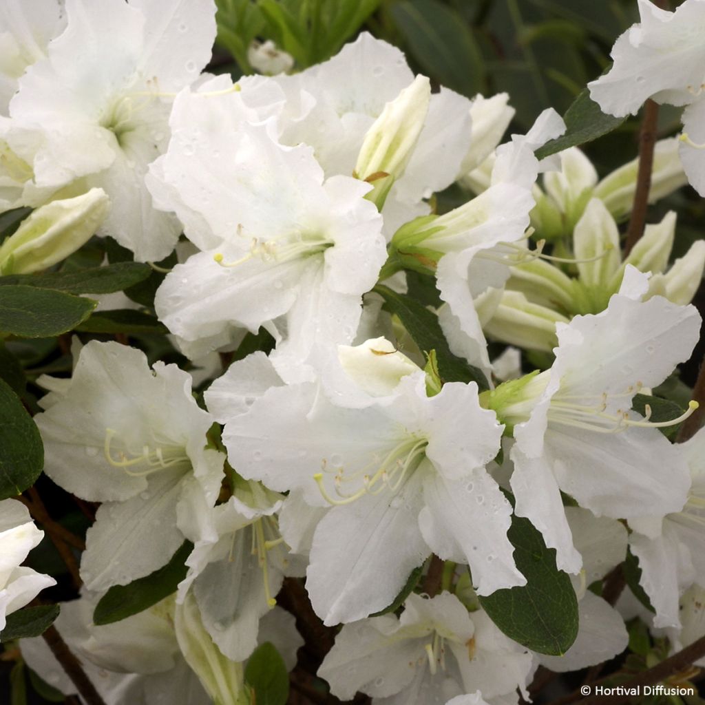 Rhododendron Repetita White - Azalea